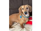 Adopt Twix a Dachshund / Mixed dog in Salt Lake City, UT (33774259)