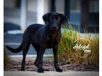 Adopt Sweet Polly a Black Labrador Retriever / Mixed dog in Salt Lake City