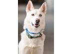 Adopt Gaston a Mixed Breed (Medium) / Mixed dog in Dearborn, MI (33774089)