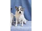 Adopt Pookie (Bonded with Lil' Boy) a Terrier (Unknown Type