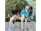 Adopt Pierre a Jack Russell Terrier / Italian Greyhound / Mixed dog in Pacific