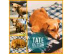 Adopt Tate Dutton a Tan/Yellow/Fawn Labrador Retriever / Mixed dog in