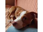 Adopt Toto a Brown/Chocolate Pit Bull Terrier / Mixed Breed (Large) / Mixed dog