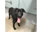 Adopt travis a Black Retriever (Unknown Type) / Mixed dog in Greenville