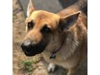 Adopt Sally a Tan/Yellow/Fawn German Shepherd Dog / Mixed dog in West Des