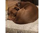 Adopt Toby - Claremont Location a Brown/Chocolate Labrador Retriever / Mixed dog