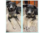 Adopt Elvis a Tricolor (Tan/Brown & Black & White) Doberman Pinscher / Cattle