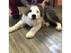 Adopt Walker a Brown/Chocolate Border Collie / Great Pyrenees / Mixed dog in