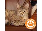 Adopt Ginger - NYC a Brown or Chocolate Domestic Shorthair / Mixed cat in New