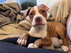 Adopt Teddy a Terrier (Unknown Type, Medium) / Boxer dog in Brooklyn