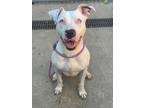 Adopt Byron a White Pit Bull Terrier / Mixed Breed (Large) / Mixed dog in