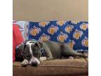 Adopt Sonja a Gray/Silver/Salt & Pepper - with White Pit Bull Terrier / Mixed