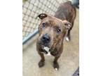 Adopt Silas a Brindle Pit Bull Terrier / Mixed Breed (Medium) / Mixed dog in