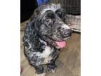 Adopt Blue ivy a Cocker Spaniel / Mixed dog in Irwin, PA (33771290)
