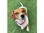 Adopt Maple a Beagle / Dachshund / Mixed dog in Mipiltas, CA (33771225)