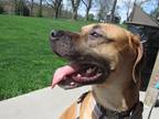 Adopt Copper a Red/Golden/Orange/Chestnut - with Black Mountain Cur / Mixed dog