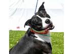 Adopt Gus a Black Pit Bull Terrier / Mixed dog in Greensboro, NC (33771083)