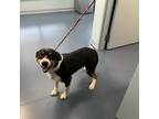 Adopt Ralph a Black Greater Swiss Mountain Dog / Mixed dog in Greensboro