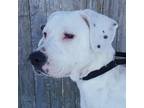 Adopt Dot a White Mixed Breed (Medium) / Mixed dog in Grayslake, IL (33770973)