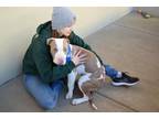 Adopt Simon a White - with Tan, Yellow or Fawn American Staffordshire Terrier /