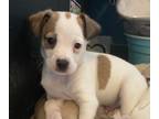 Adopt Pip a White - with Brown or Chocolate Hound (Unknown Type) / Mixed dog in