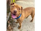 Adopt Princess a Pit Bull Terrier / Mixed dog in Baltimore, MD (33770603)