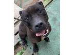 Adopt Norbit a Black - with White American Staffordshire Terrier / Labrador