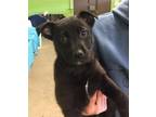 Adopt Dondi White available 1/29 a Labrador Retriever / German Shepherd Dog /