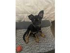 Adopt Ash a Black - with Tan, Yellow or Fawn Blue Heeler / Mixed dog in New