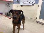 Adopt Dog a Brown/Chocolate Rottweiler / German Shepherd Dog / Mixed dog in