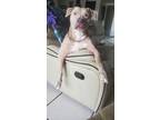 Adopt Champ a Tan/Yellow/Fawn American Pit Bull Terrier / Mixed dog in Vero