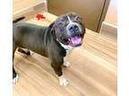 Adopt Buster a Black American Pit Bull Terrier / Mixed dog in Burleson