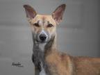 Adopt Veeru a Red/Golden/Orange/Chestnut Whippet / Mixed dog in Toronto