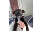 Adopt Athena a Black Retriever (Unknown Type) / Mixed dog in Houston