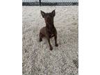 Adopt Karina a Brown/Chocolate Doberman Pinscher / Mixed dog in Columbia