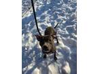 Adopt Harvey Dent a Black Greyhound / Mixed dog in Hudson, NY (33768517)