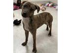 Adopt Mary Jane Watson a Black Italian Greyhound / Mixed dog in Hudson