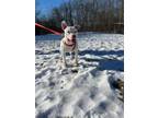 Adopt Rex a White American Pit Bull Terrier / Mixed dog in Hudson, NY (33768087)
