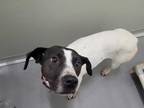 Adopt GRACE a White - with Black German Shorthaired Pointer / Mixed dog in