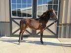 Adopt Flapjacks a Tennessee Walking Horse / Mixed horse in Houston