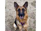 Adopt Serena a Brown/Chocolate German Shepherd Dog / Mixed dog in Dallas