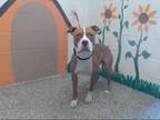 Adopt STEVE a Tan/Yellow/Fawn - with White American Pit Bull Terrier / Mixed dog