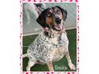 Adopt SMOKIE a Tricolor (Tan/Brown & Black & White) Bluetick Coonhound / Mixed
