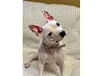 Pixie, Boston Terrier For Adoption In New York, New York