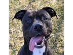 Darth, American Pit Bull Terrier For Adoption In Des Moines, Iowa
