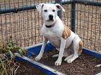 Lily, American Staffordshire Terrier For Adoption In Garland, Texas