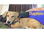 Daphne, Dachshund For Adoption In Bensalem, Pennsylvania
