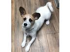 Stella, Jack Russell Terrier For Adoption In Ocala, Florida