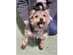 Noel, Cairn Terrier For Adoption In Agoura Hills, California