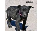 Jezebel, Labrador Retriever For Adoption In Vail, Arizona